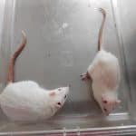 Нейробиологи связали проблемы энергообмена в клетках мозга крыс с развитием у них СДВГ