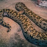 В крови питона обнаружили вещество, подавляющее аппетит