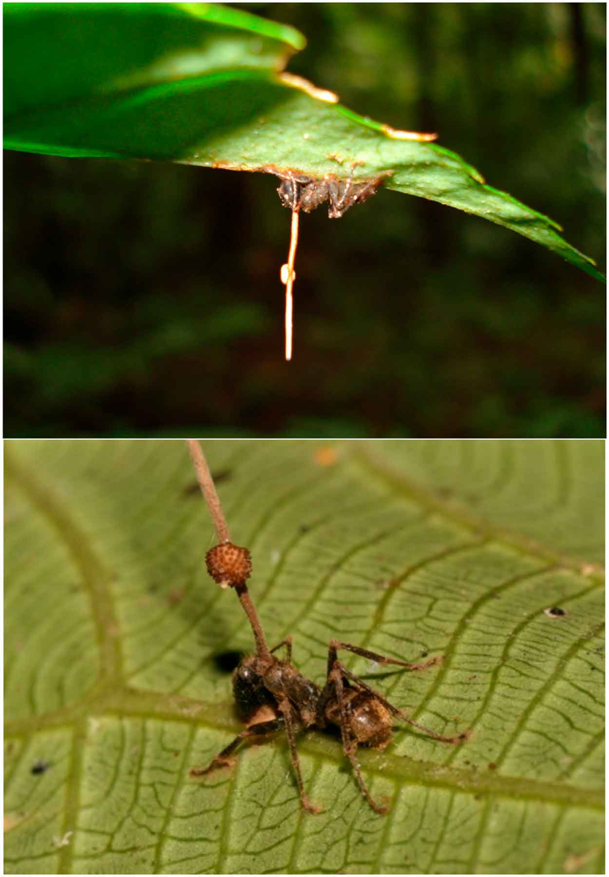 Мертвые муравьи