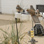 Люди и животные совпали в музыкальных предпочтениях