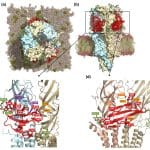 Российские ученые описали функции белка, который важен для развития нейродегенераций