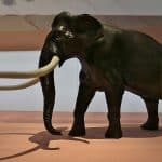 Рацион и маршруты слонов выдали неандертальцам их уязвимость