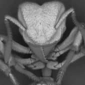 Муравей Sericomyrmex amabilis