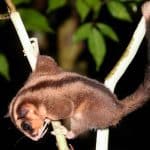 В Новой Гвинее нашли животных, считавшихся вымершими шесть тысяч лет назад