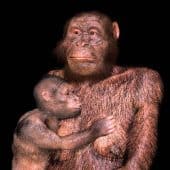 Australopithecus sediba
