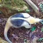 В Коста-Рике нашли звериный «общественный туалет», устроенный в кроне одного вида дерева 