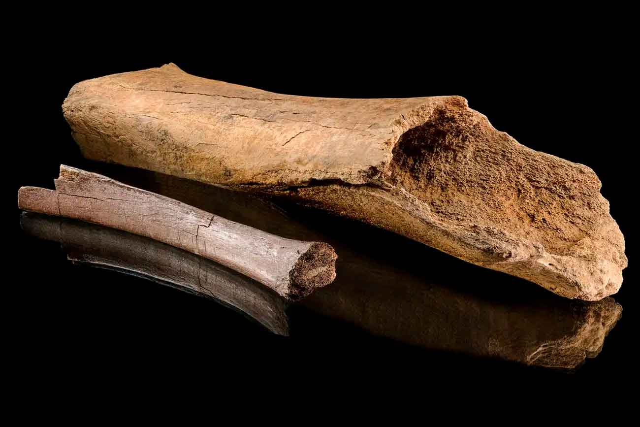 Кости слона