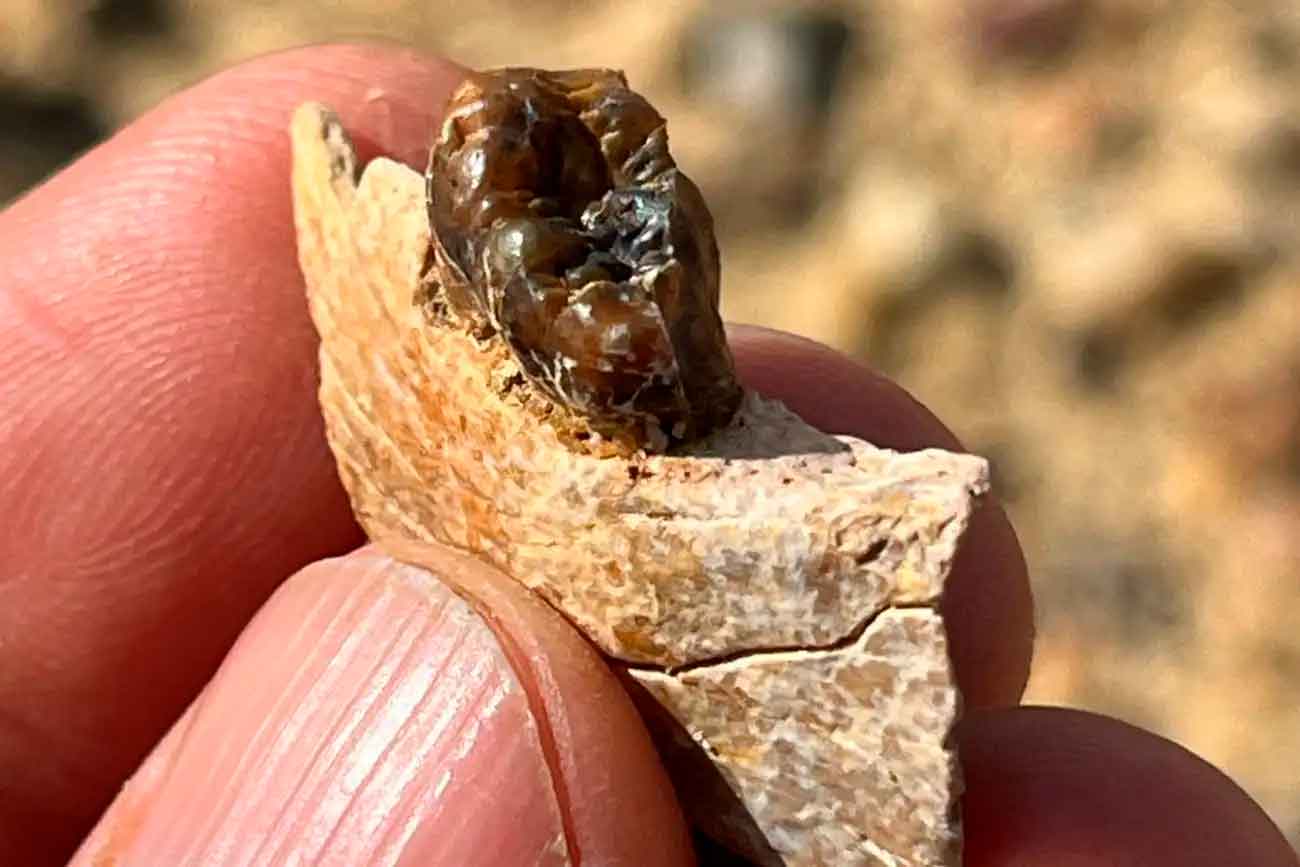 Фрагмент зуба