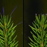 Метеорологи впервые засняли невидимое электрическое свечение деревьев во время грозы