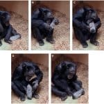 Шимпанзе проявили человеческую тягу к правильной геометрии и прозрачности кристаллов