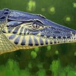 Челюсть доисторического крокодила заставила усомниться в существовании Еврогондваны