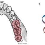 Популярная эволюционная модель оказалась основана на математической ошибке