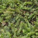 Мох помог раскрыть преступление на кладбище