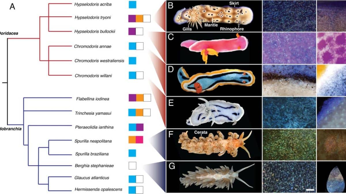 تستخدم Nudibranchs تقنية النانو لتلوينها