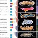 Голожаберные моллюски использовали нанотехнологии для собственной окраски