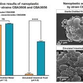 Слева: графики эффективности связывания нанопластика двумя штаммами в стерильной дистиллированной воде и в жидкости, имитирующей среду кишечника. Справа: СЭМ–изображения бактерий Leuconostoc mesenteroides CBA3656 с нанопластиком (однородные сферы) в воде и имитирующей жидкости / © World Institute of Kimchi (WiKim)