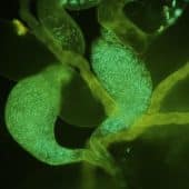 Окрашенные зеленым флуоресцентным белком сперматозоиды в семенниках и семенных пузырьках (органах хранения мужских особей) дрозофилы / © Krish Sanghvi