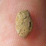 Дети левантийских племен создали первую глиняную бижутерию 15 000 лет назад