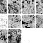 Полуостров Юкатан оказался покрыт рыночными комплексами древних майя