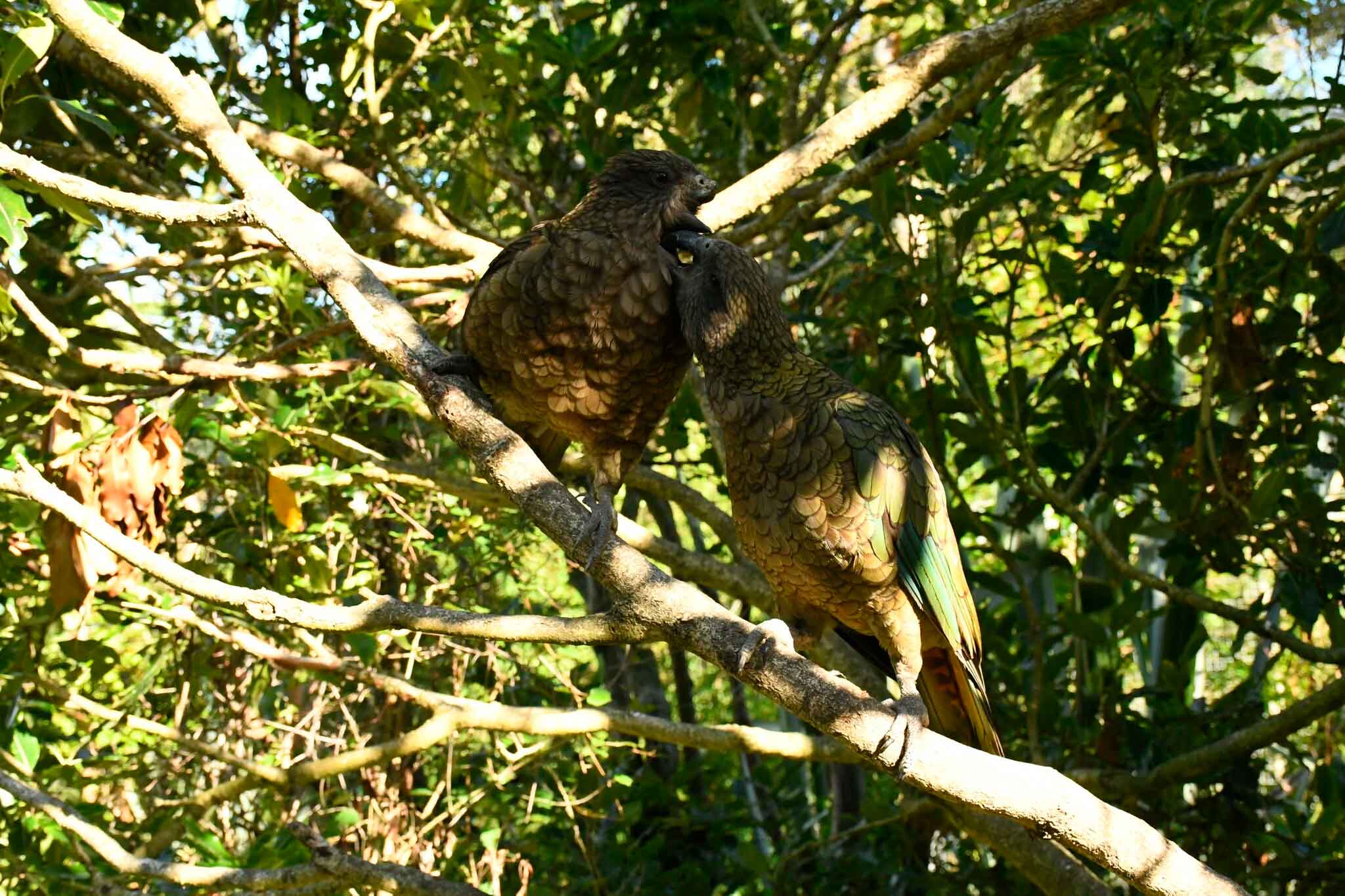 попугай кеа