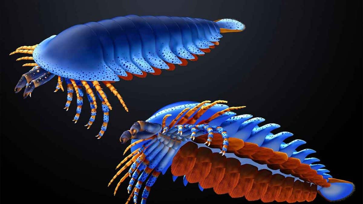 Megachelicerax cousteaui