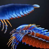 Megachelicerax cousteaui