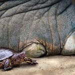 Неандертальские дети добывали черепах, чтобы делать из их панцирей посуду