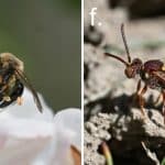 Пять миллионов земляных пчел нашли убежище от пестицидов на кладбище