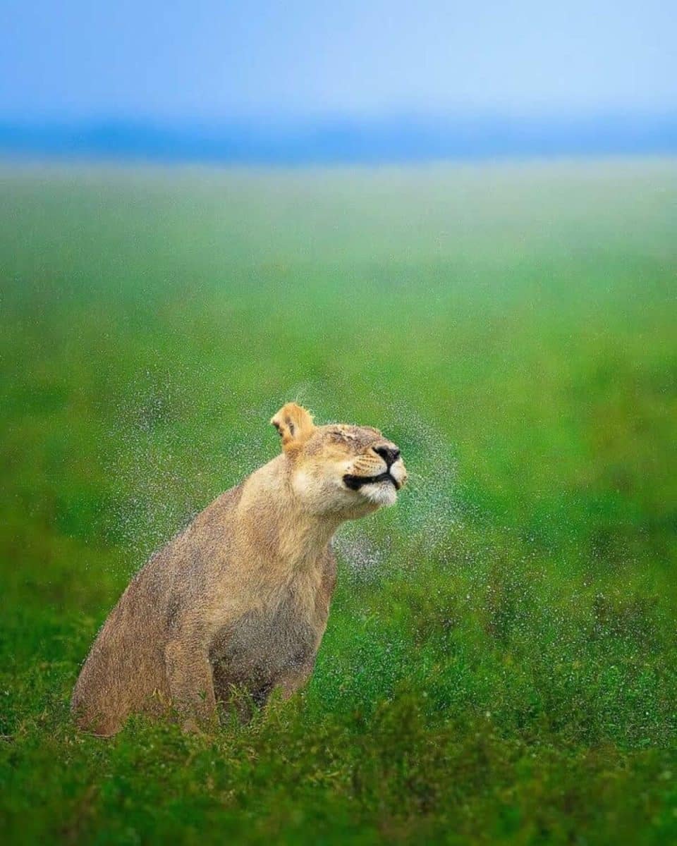 Львица стряхивает воду / © Ze da Quinta