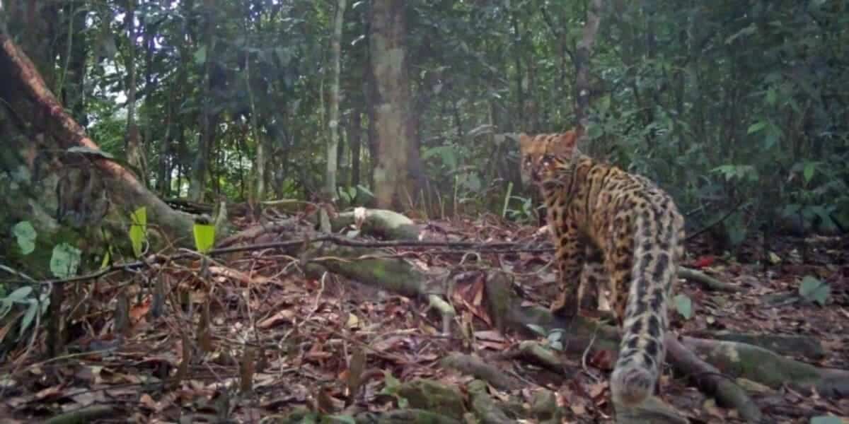 Мраморная кошка / © Fauna & Flora