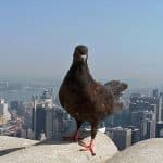 Женщины напугали городских птиц сильнее мужчин