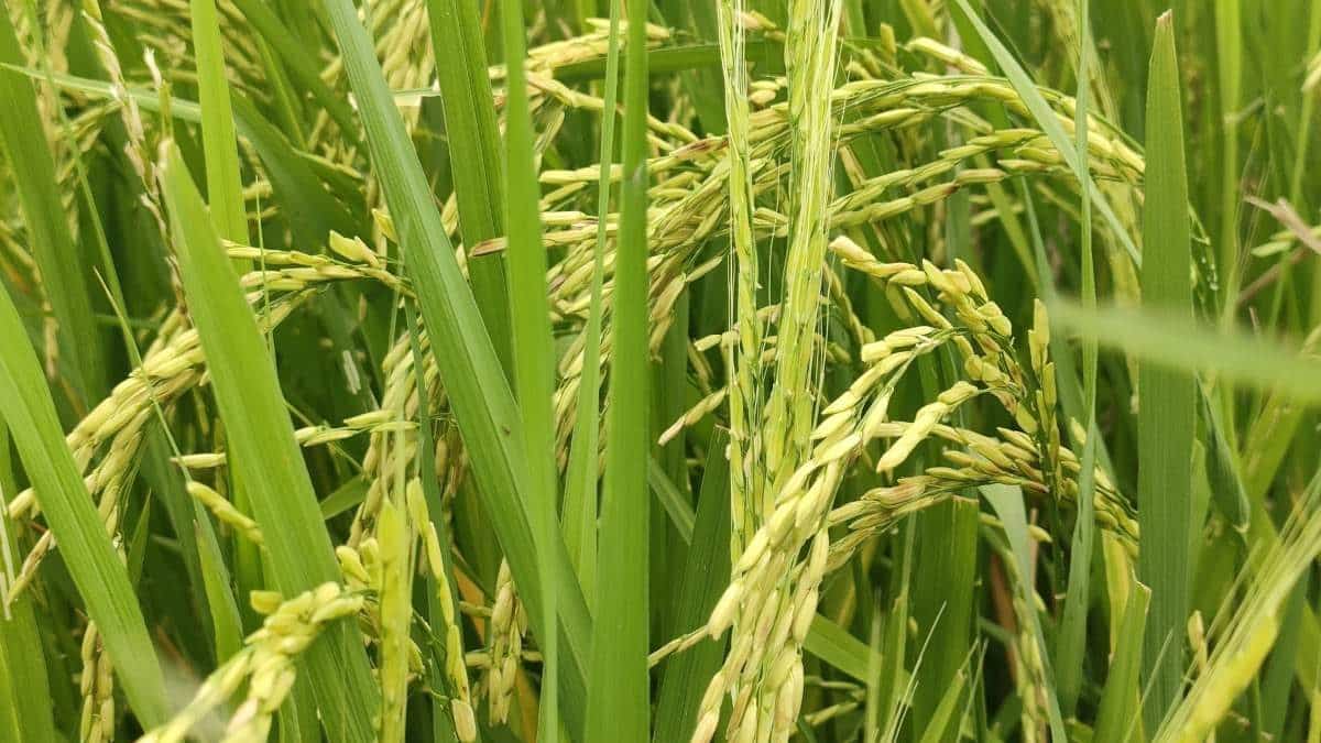 صوت المطر جعل بذور الأرز تنبت بشكل أسرع