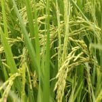 Звук дождя заставил семена риса прорастать быстрее