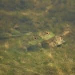 В рыбах из низовьев рек нашли опиоиды и антидепрессанты