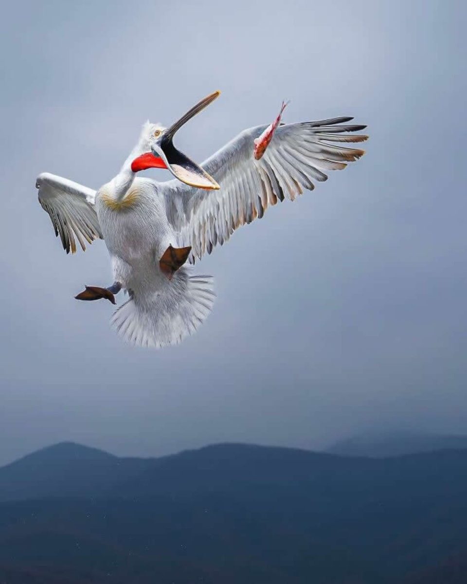 Пеликан ловит добычу / © Ze da Quinta