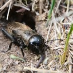 Ученые обнаружили универсальный темп «языка» животных