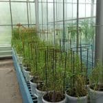 Электронное облучение семян улучшило урожай и повысило его качество