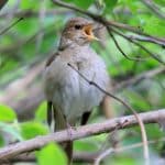 Соловьи пересекли Сахару, летя только по ночам