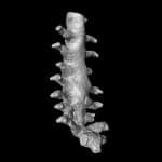 Найдены самые древние окаменелости кольчатых червей возрастом 535 миллионов лет