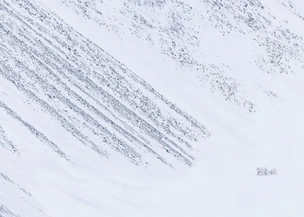 Второе место в номинации «Полярные регионы». Белая медведица с медвежонком / © Panos Laskarakis