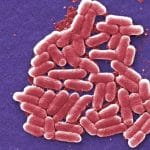 У бактерий нашли тысячи новых систем противовирусного иммунитета