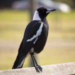 Общение с сородичами научило птенцов сорок петь сложные песни