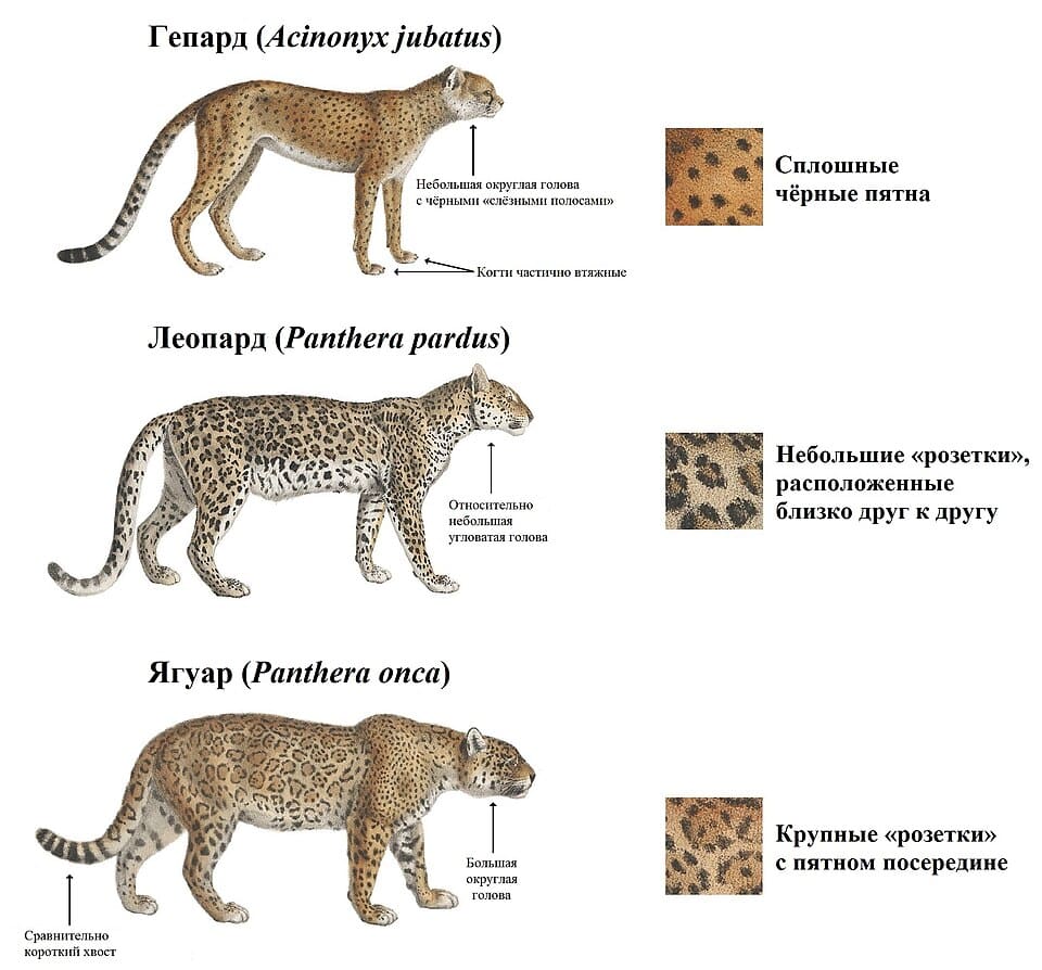 Основные анатомические различия между гепардом, леопардом и ягуаром / © Jacques Christophe Werner, Charles Philibert de Lasteyrie, Wikipedia