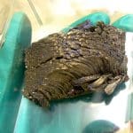 Российские ученые узнали, почему европий плохо себя ведет