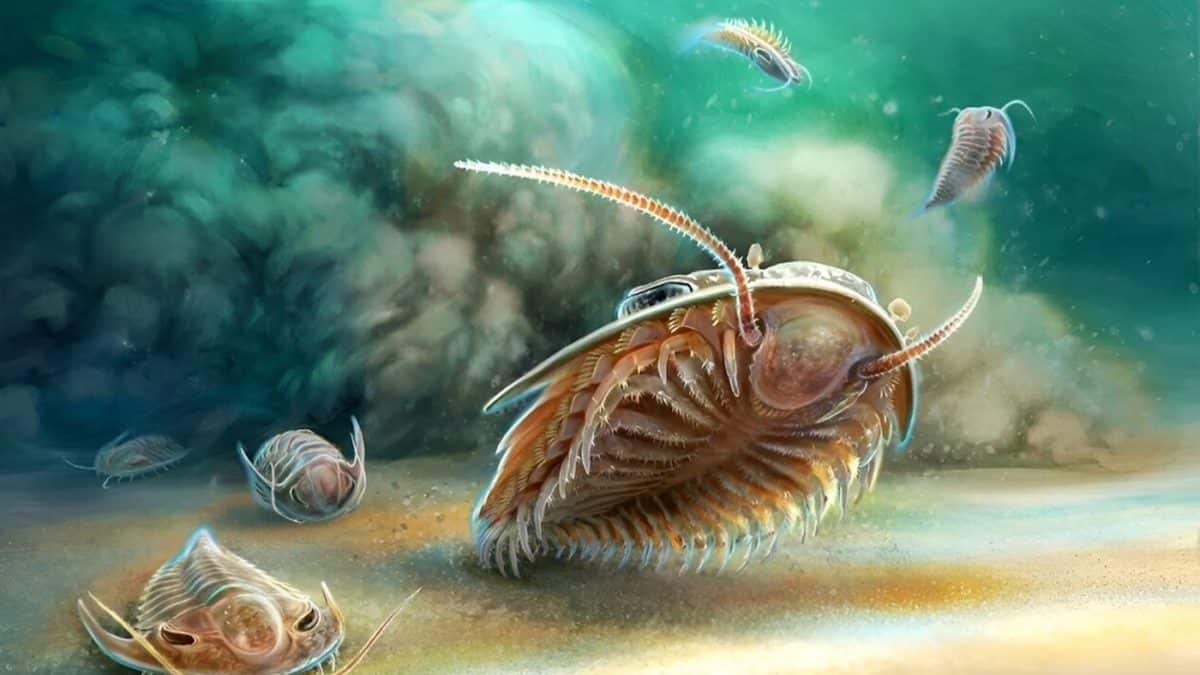 اكتشف العلماء دليلاً جديدًا على أن ثلاثيات الفصوص تتنفس من خلال الخياشيم الموجودة في أرجلها.