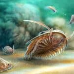 Ученые нашли новые доводы в пользу того, что трилобиты дышали жабрами в ногах