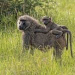 Самок павианов уличили в дискриминации сперматозоидов