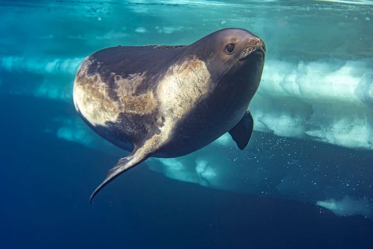 Тюлень Росса под водой в Антарктиде / © Justin Hofman