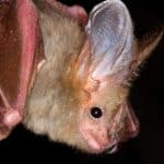 Африканский коронавирус нашел новый способ проникать в клетки человека