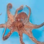 Самец Amphioctopus fangsiao